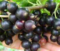 Смородина черная Экзотика (Ribes nigrum 'Ekzotika')
