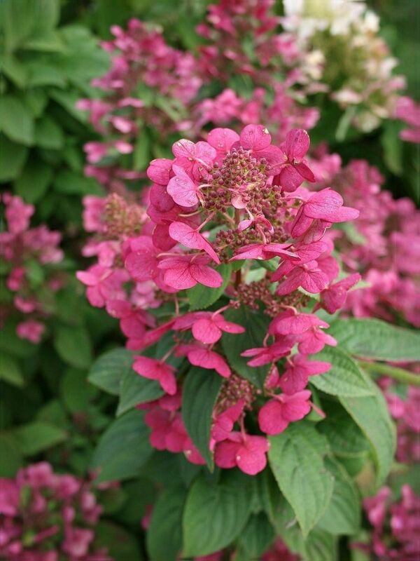 Гортензия метельчатая Мэджикал Файер (Hydrangea paniculata 'Magical Fire')