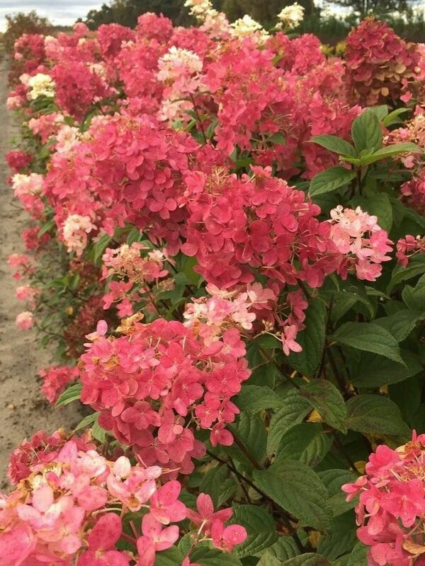 Гортензия метельчатая Мэджикал Файер (Hydrangea paniculata 'Magical Fire')