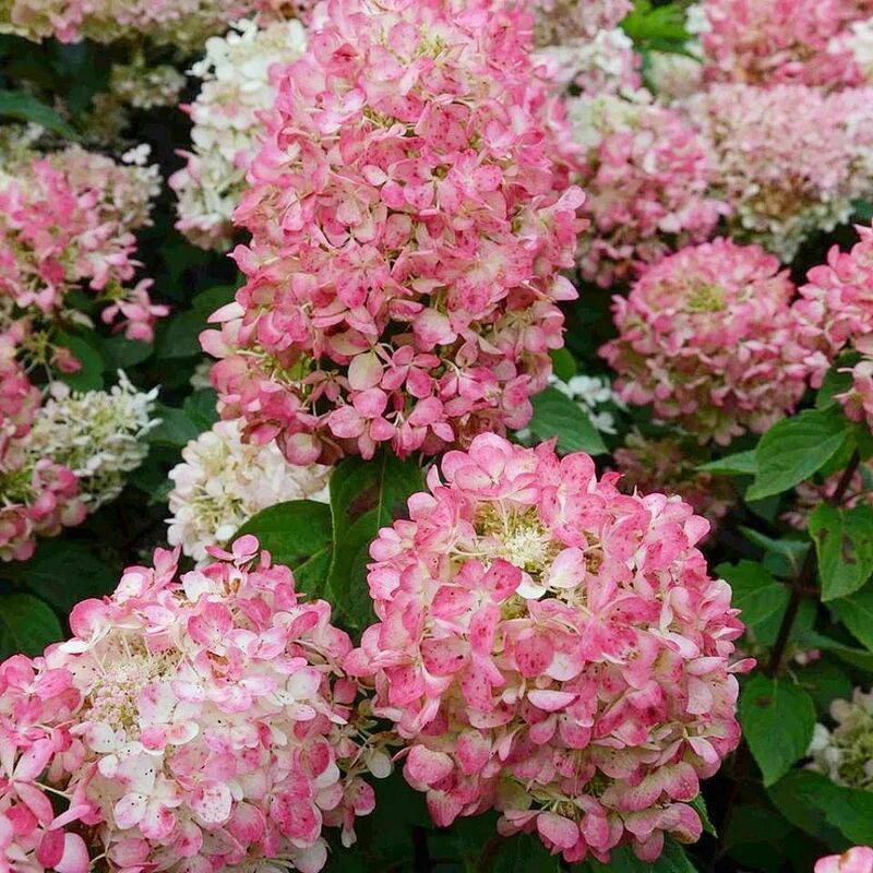 Гортензия метельчатая Мэджикал Файер (Hydrangea paniculata 'Magical Fire')