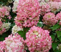 Гортензия метельчатая Мэджикал Файер (Hydrangea paniculata 'Magical Fire')