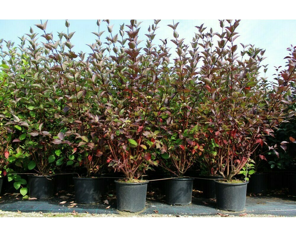 Дерен белый Кесселринги (Cornus alba 'Kesselringii')