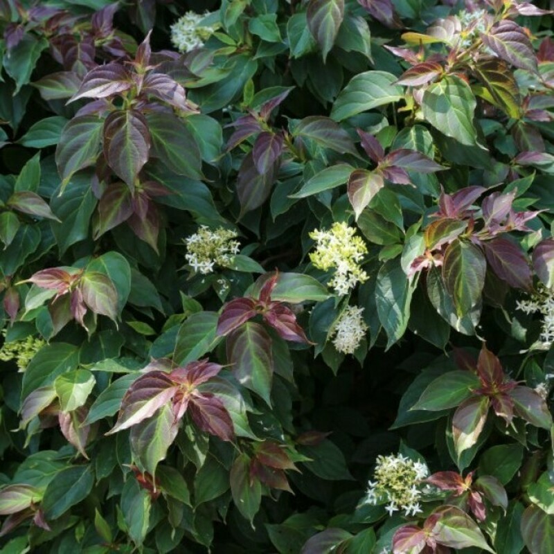 Дерен белый Кесселринги (Cornus alba 'Kesselringii')