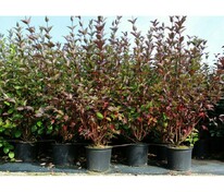 Дерен белый Кесселринги (Cornus alba 'Kesselringii')