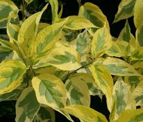 Дерен белый Гоучаулти (Cornus alba 'Gouchaultii')