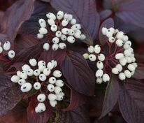 Дерен белый Сибириан Перлс (Cornus alba 'Siberian Pearls')