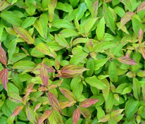 Дерен отпрысковый Келсей (Cornus stolonifera 'Kelseyi')