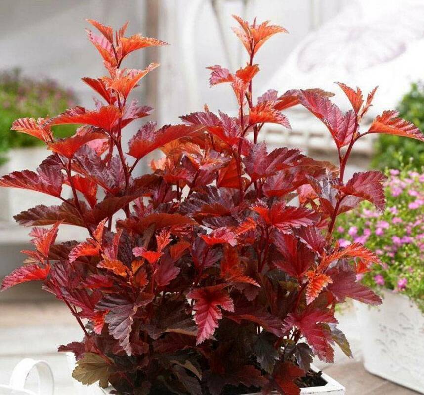 Пузыреплодник калинолистный Литтл Энжел (Physocarpus opulifolius 'Little Angel')