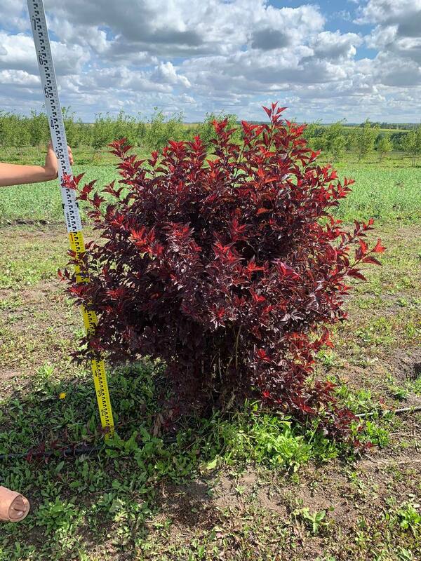 Пузыреплодник калинолистный Литтл Энжел (Physocarpus opulifolius 'Little Angel')