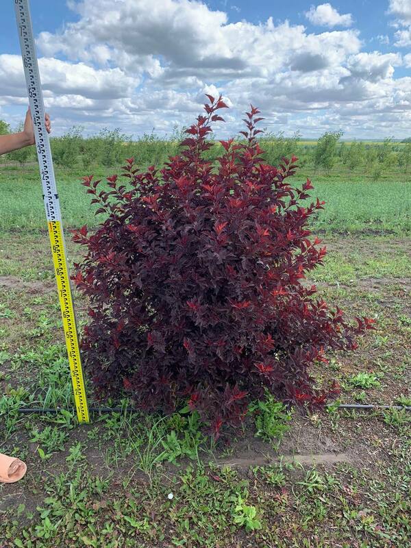 Пузыреплодник калинолистный Литтл Энжел (Physocarpus opulifolius 'Little Angel')
