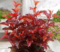 Пузыреплодник калинолистный Литтл Энжел (Physocarpus opulifolius 'Little Angel')