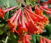 Жимолость Брауна "Dropmore Scarlet" (Дропмор Скарлет)