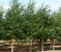 Берёза повислая (Betula pendula)