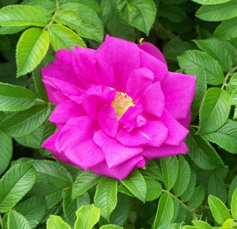 Роза морщинистая (Rosa rugosa) Ругоза