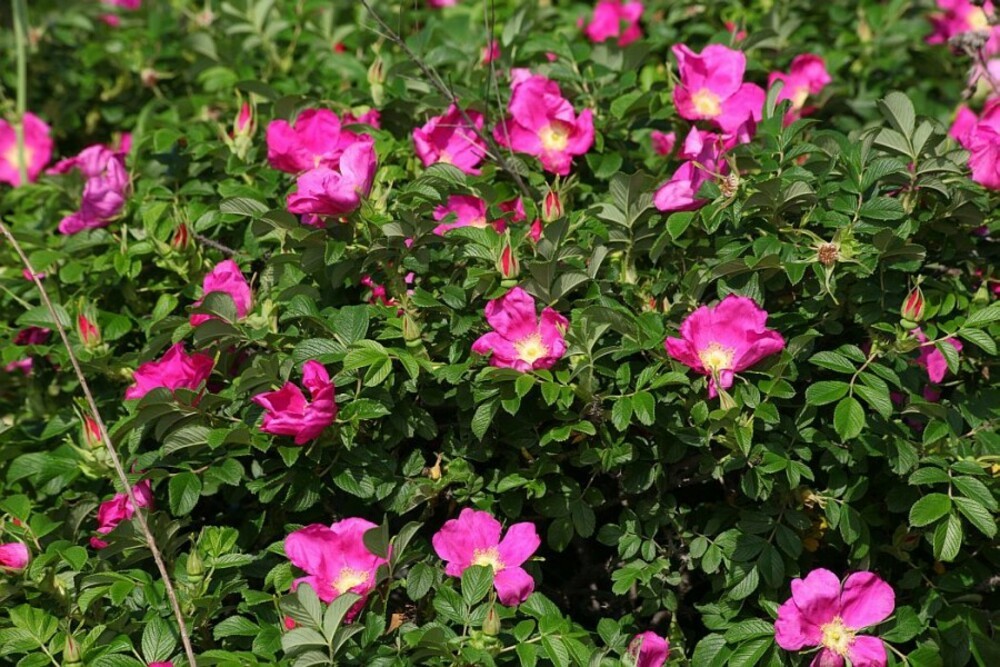 Роза морщинистая (Rosa rugosa) Ругоза