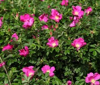 Роза морщинистая (Rosa rugosa) Ругоза