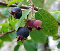 Ирга круглолистная (Amelanchier ovalis) овальнолистная, обыкновенная