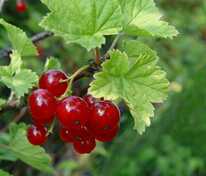 Смородина альпийская (Ribes alpinum)