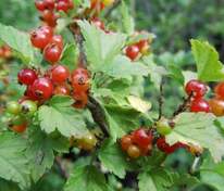 Смородина альпийская Шмидт (Ribes alpinum 'Schmidt')