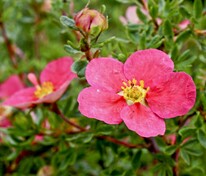 Лапчатка кустарниковая Данни Бой (Dasiphora fruticosa 'Danny Boy')