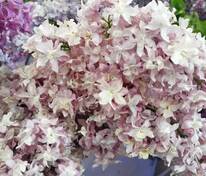 Сирень обыкновенная Федерико Гарсия Лорка (Syringa vulgaris 'Federiko Garsia Lorka')