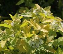 Пузыреплодник калинолистный Энжел Голд (Physocarpus opulifolius 'Angel Gold')