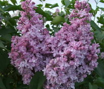 Сирень обыкновенная Серебряные звезды (Syringa vulgaris 'Serebryanye zvezdy')