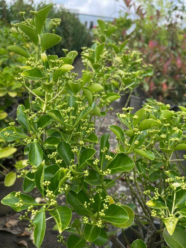 Бересклет белый/желтый (Euonymus fortunei)