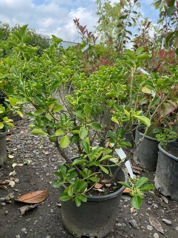 Бересклет белый/желтый (Euonymus fortunei)