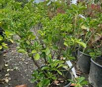 Бересклет белый/желтый (Euonymus fortunei)