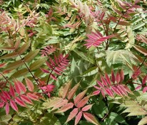 Рябинник рябинолистный Черри он Топ (Sorbaria sorbifolia 'Cherry on Top')