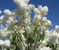 Сирень обыкновенная Маленький Принц (Syringa vulgaris 'Malenkiy Prints')