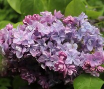 Сирень обыкновенная Маршал Конев (Syringa vulgaris 'Marshal Konev')