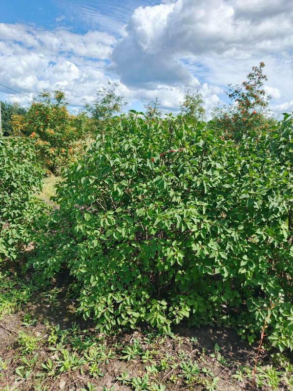 Сирень обыкновенная (Syringa vulgaris)