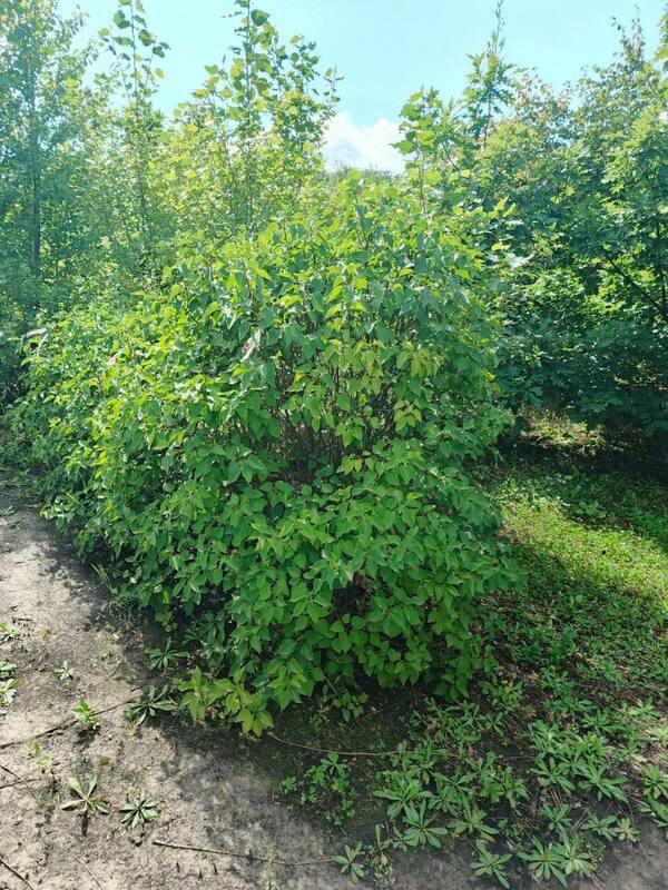 Сирень обыкновенная (Syringa vulgaris)