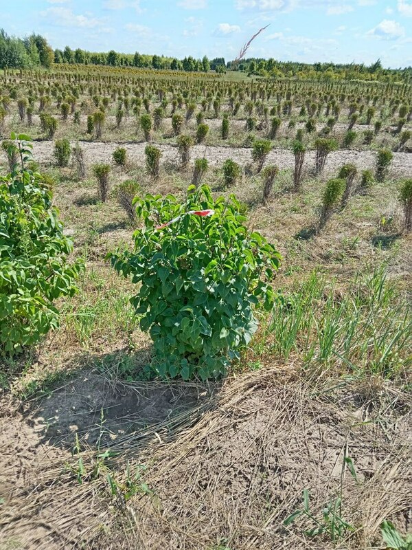 Сирень обыкновенная (Syringa vulgaris)