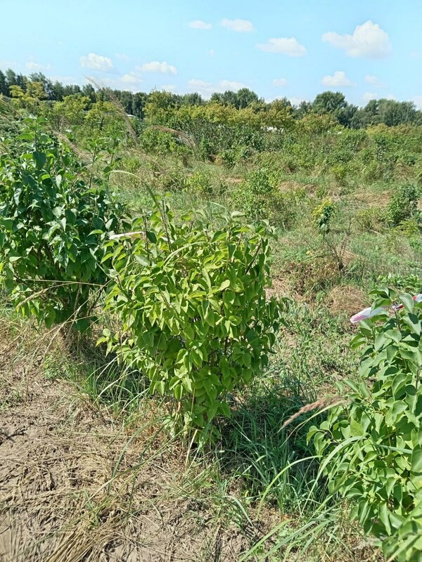 Сирень обыкновенная (Syringa vulgaris)