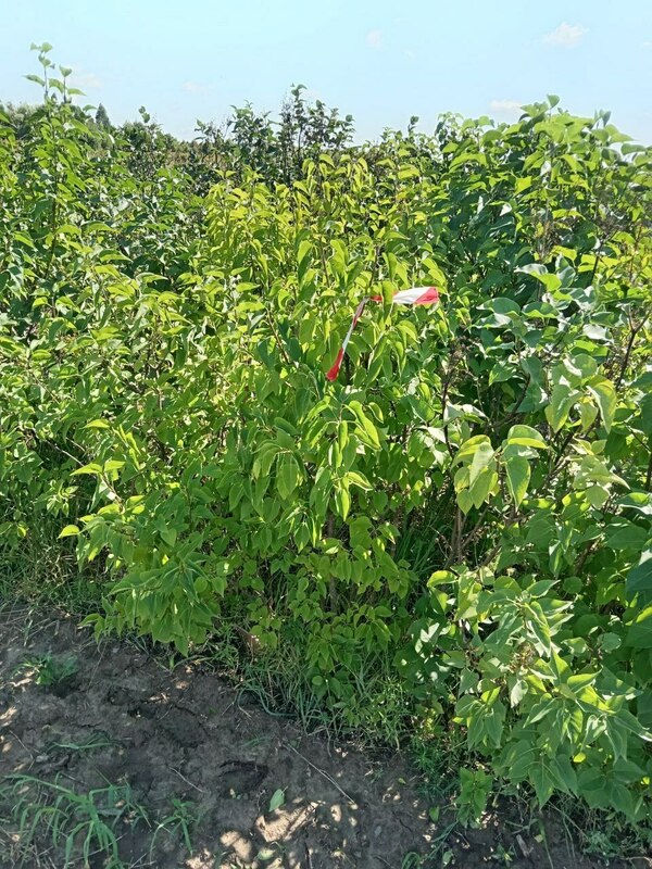 Сирень обыкновенная (Syringa vulgaris)