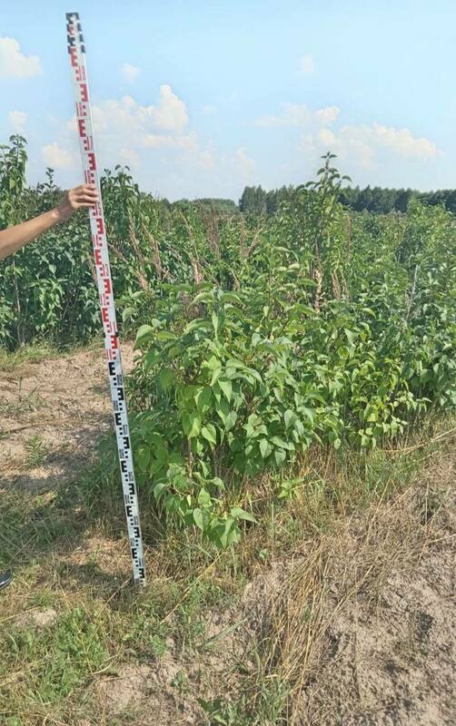 Сирень обыкновенная (Syringa vulgaris)