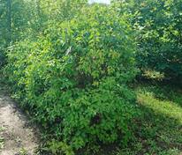 Сирень обыкновенная (Syringa vulgaris)
