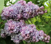 Сирень обыкновенная Михайло Ломоносов (Syringa vulgaris 'Michailo Lomonosoff')