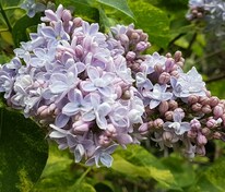 Сирень обыкновенная 'Aucubaefolia'