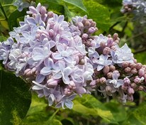 Сирень обыкновенная Аукубифолия (Syringa vulgaris 'Aucubaefolia')