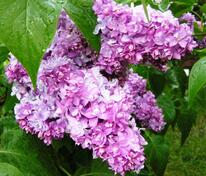 Сирень обыкновенная Надежда (Syringa vulgaris 'Nadezhda')