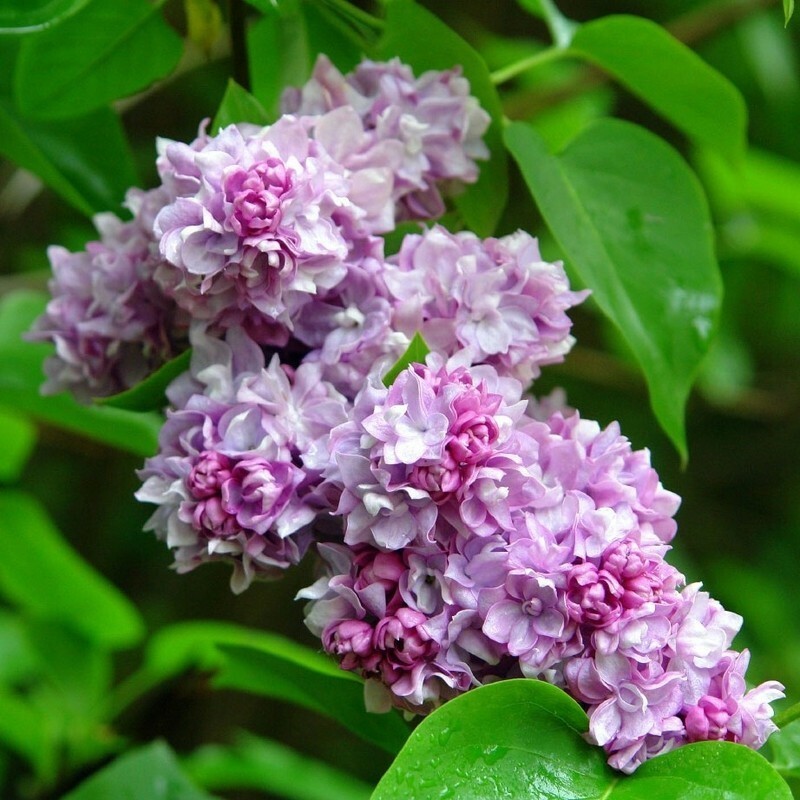 Сирень обыкновенная Катерина Хавемейер (Syringa vulgaris 'Katharine Havemeyer')