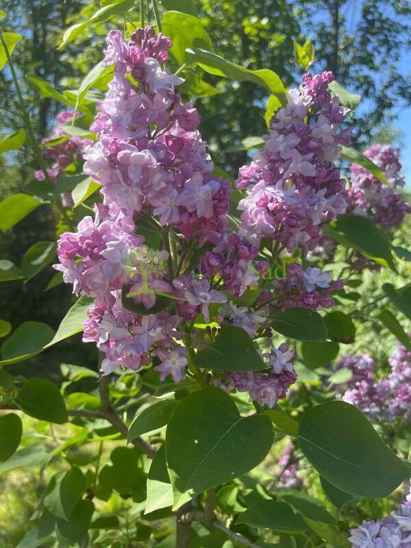 Сирень обыкновенная Катерина Хавемейер (Syringa vulgaris 'Katharine Havemeyer')