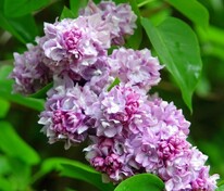 Сирень обыкновенная Катерина Хавемейер (Syringa vulgaris 'Katharine Havemeyer')