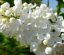 Сирень обыкновенная Мадам Флорент Степман (Syringa vulgaris 'Mme Florent Stepman')