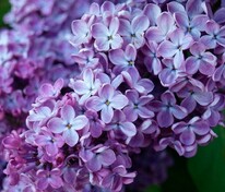 Сирень обыкновенная Минчанка (Syringa vulgaris 'Minchanka')