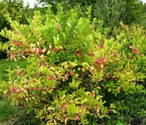 Бересклет европейский (Euonymus europaeus)